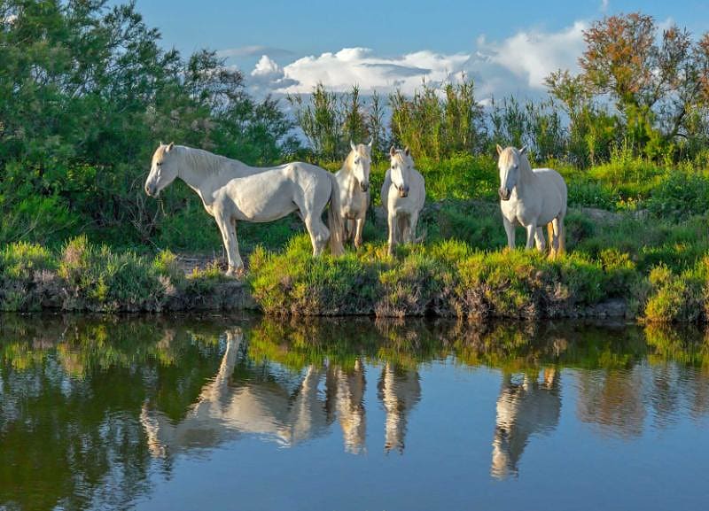 Four white Camargue horses in Camargue nature reserve