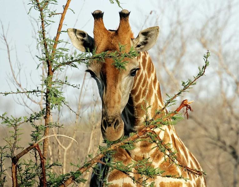 African giraffe reaching up high and eating leaves off of a tall tree