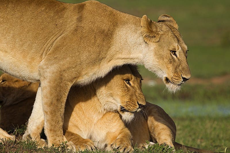 Lions in Masai Mara National Reserve, Kenya