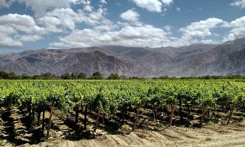 Vineyards in Mendoza, Argentina