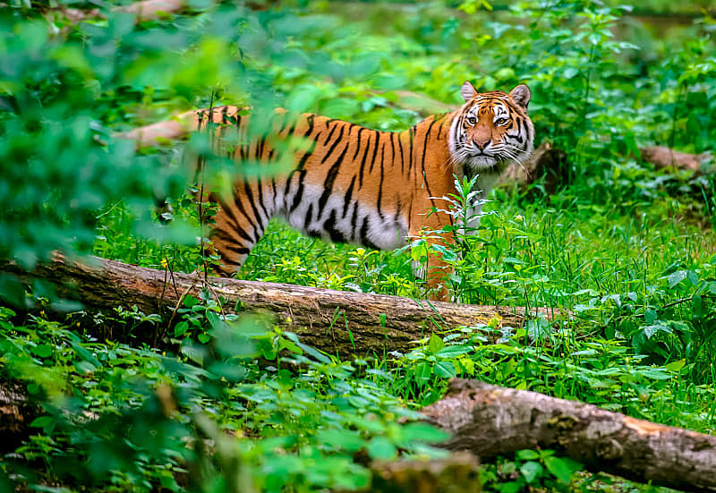 Tiger at Kanha National Park in India
