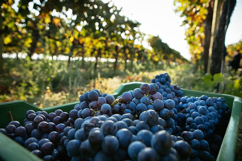 Highlights of Sicily Wine Tour Harvested grapes in basket at Italian vineyard on Mount Etna, Sicily