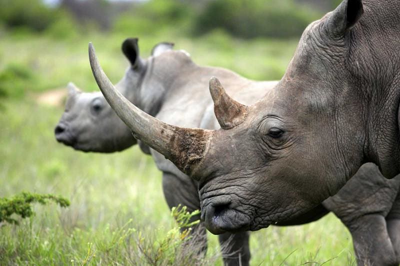 South African female rhinoceros with her calf in the background