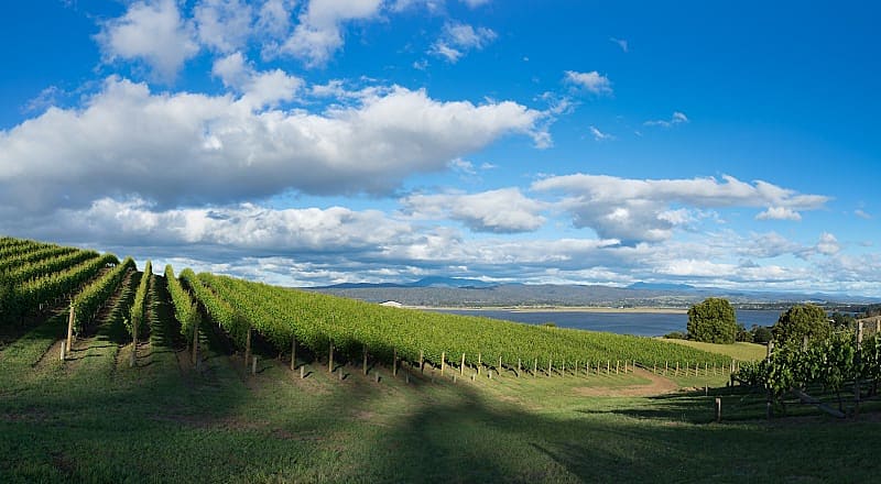 Lush vineyards in Tasmania