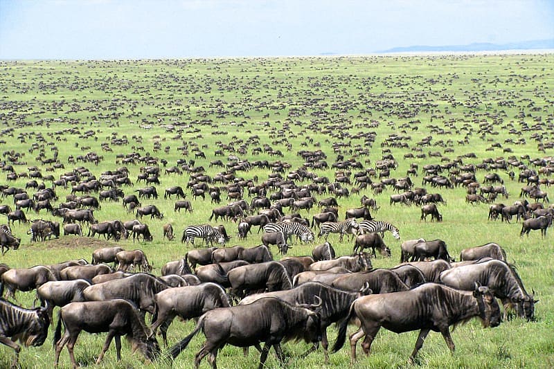 Great migration of wildebeests and zebras in Tanzania