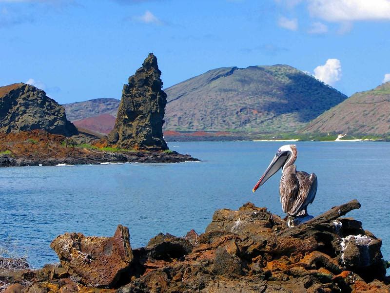 Brown pelican with Pinnacle rock on Bartolome Island in the back