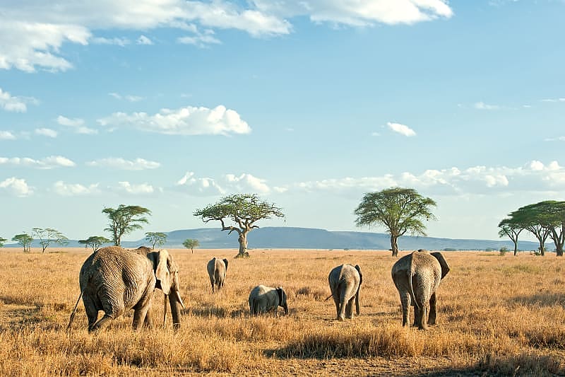 Herd of elephants on the plains of Serengeti
