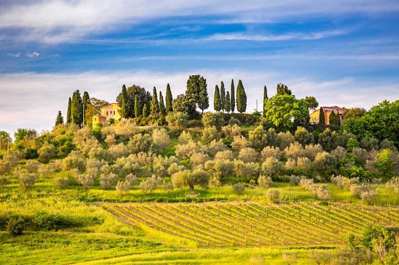 Tuscany landscape with vineyards and cypress trees in Italy