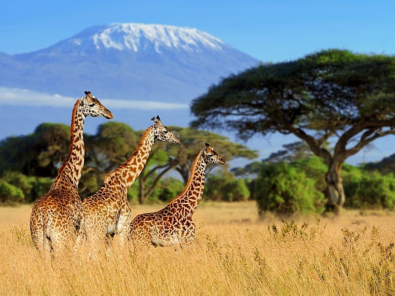 Three giraffes in Amboseli National Park, Kenya