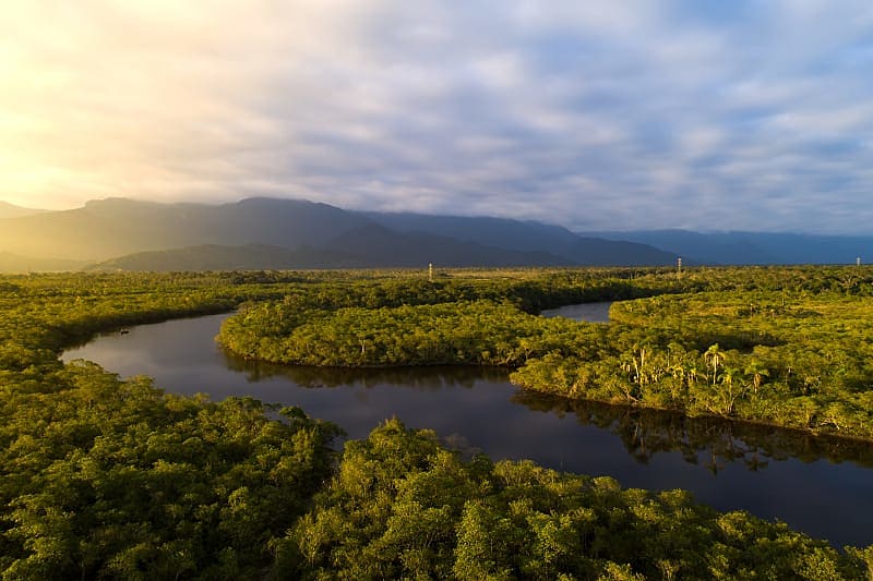 Amazon and Brazil's famous rainforests