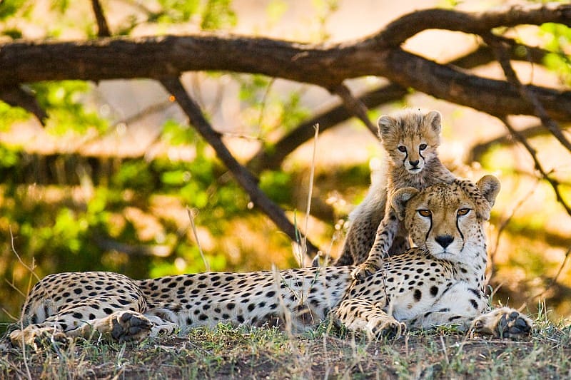 Mother Cheetah and her cub in the savannah in Africa