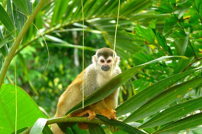 Squirrel monkey in Manuel Antonio National Park