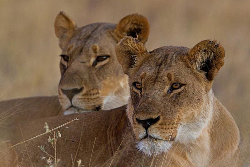 Two lions in Masai Mara National Reserve, Kenya
