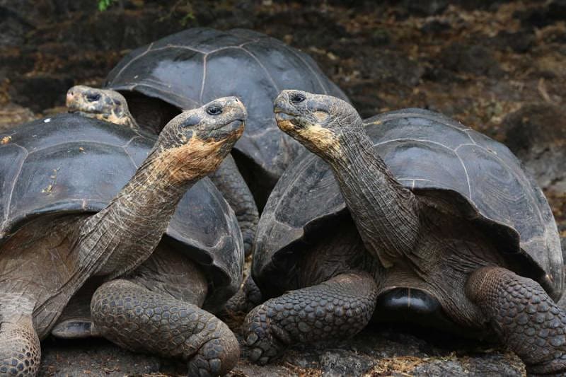 Giant tortoises in Galapagos Islands