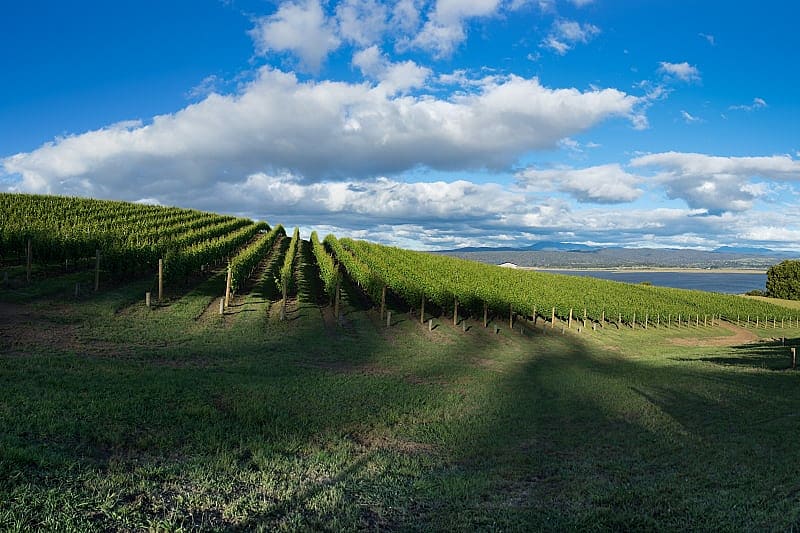 Lush vineyards in Tasmania