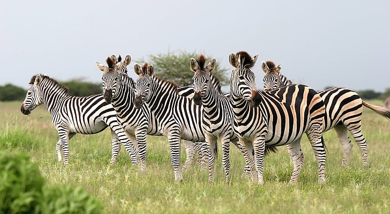Herd of Burchell's zebras in Botswana