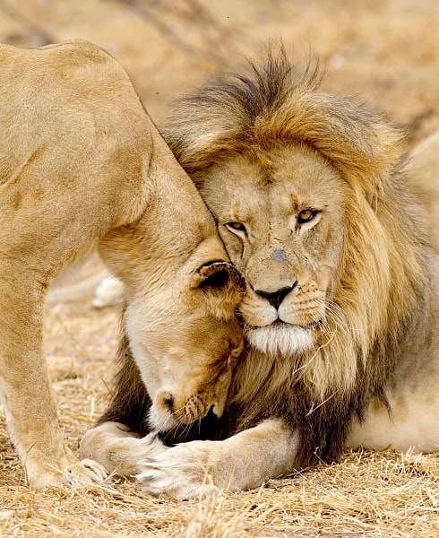 Kruger National Park, South Africa safari.