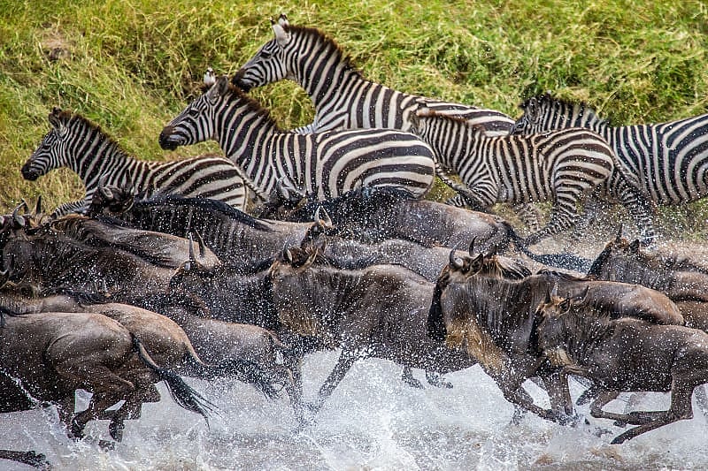 Great Migration, Serengeti National Park