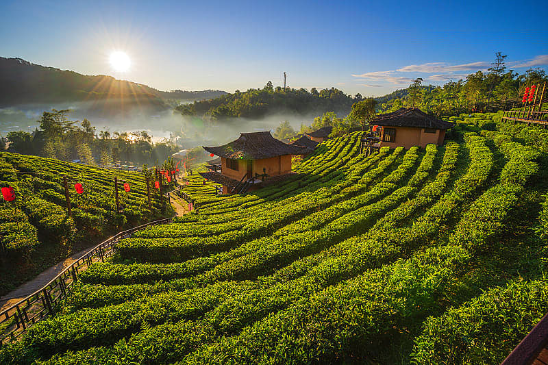 Tea plantation along the Mae Hong Son Loop in northern Thailand