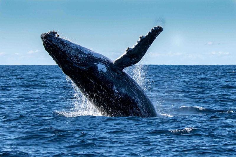 Whale Watching Tour