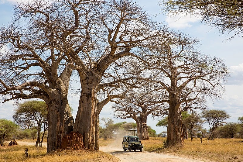 Game drive with Asilia Africa in Ruaha National Park. Photo courtesy of Kwihala Camp / Asilia Africa Game drive in Ruaha National Park