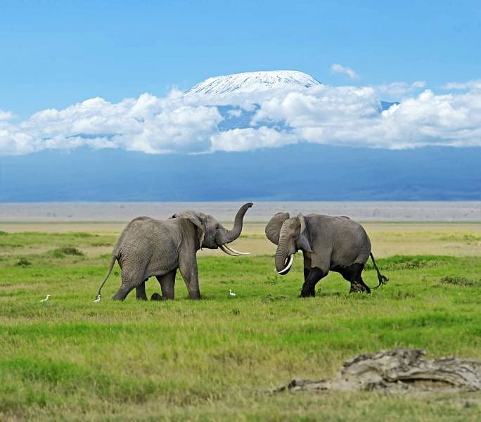 Elephants in Amboseli National Park, Kenya