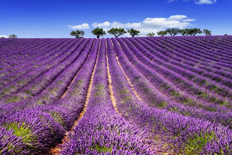 Lavender fields in Provence, France
