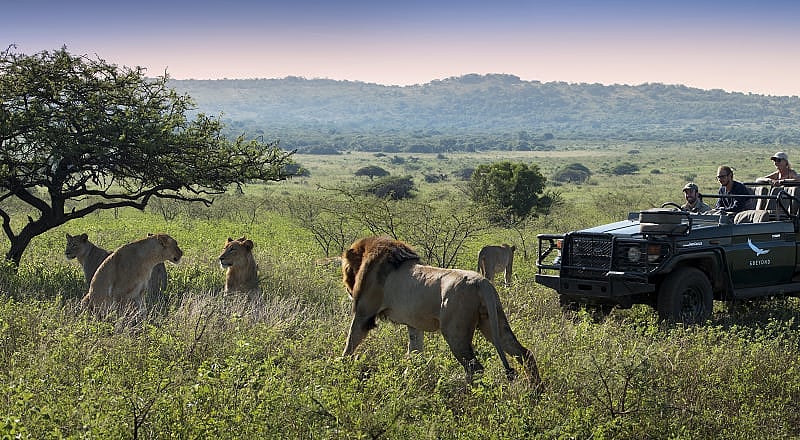Lion Pride in Phinda Private Reserve, South Africa. Photo © DOOKPhonto, courtesy of andBeyond Observing a lion pride while on safari game drive in Phinda Private Reserve, South Africa.