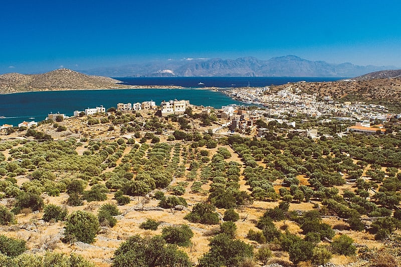 Olive groves of Crete, the largest island in Greece
