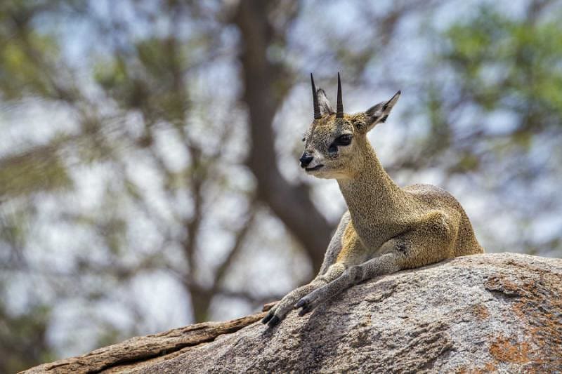 Private Kruger Safari for First-Time Visitors - Klipspringer Antelope Klipspringer antelope resting in Kruger National Park, South Africa