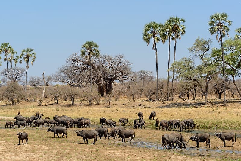 African buffalo herd in Ruaha National Park, South Tanzania