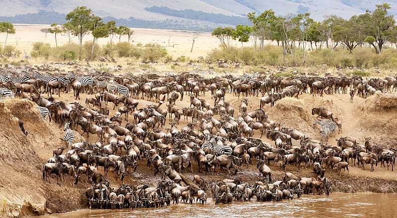 Great migration river crossing in Kenya