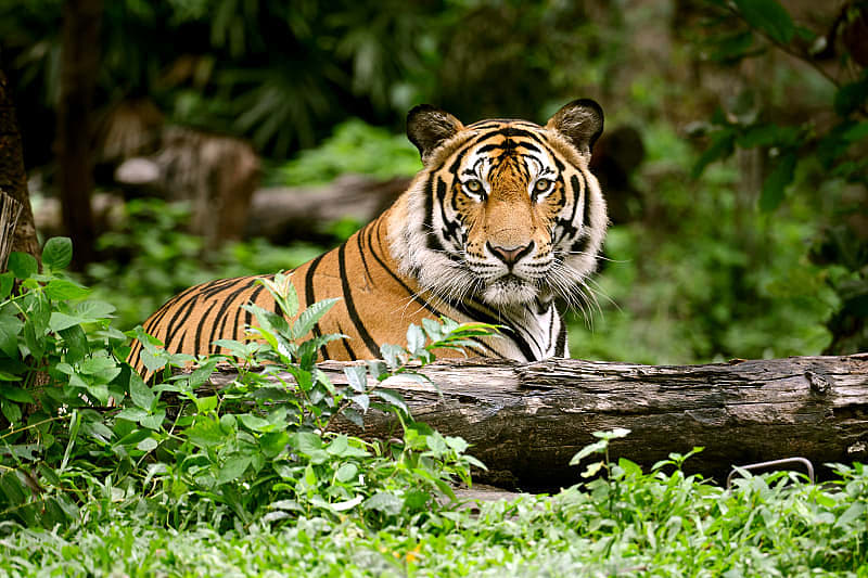 Wildlife Tour and Tiger Safari in IndiaWildlife Tour and Tiger Safari in India Tiger in Bandhavgarh National ParkTiger in Bandhavgarh National Park
