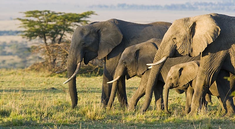 Elephants in Masai Mara, Kenya