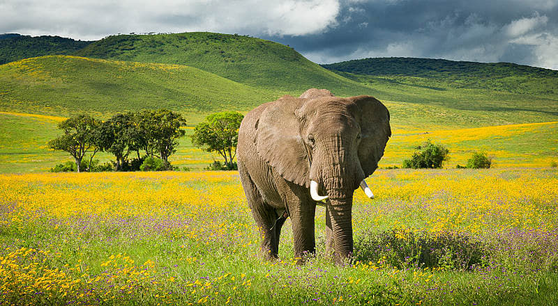 Elephant with wildflowers in the Ngorongoro crater, Tanzania