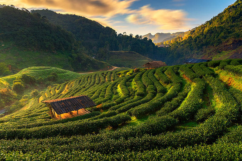 Hillside tea fields in mountainous Doi Ang Khang, Chiang Mai, Thailand