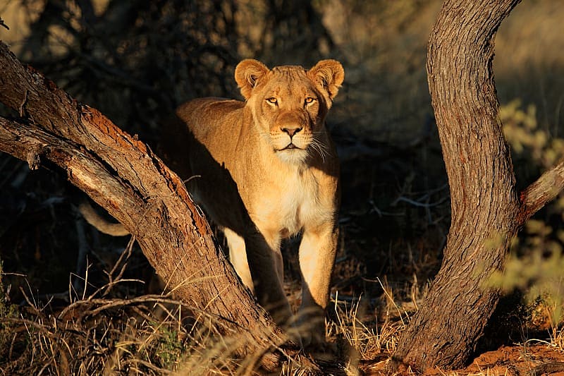 Lioness in South Africa