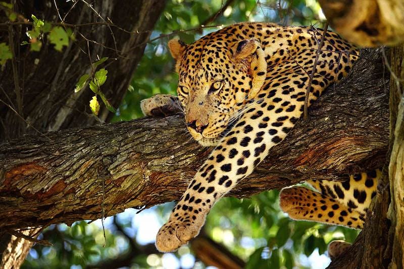 Leopard lounging in tree in botswana moremi game reserve