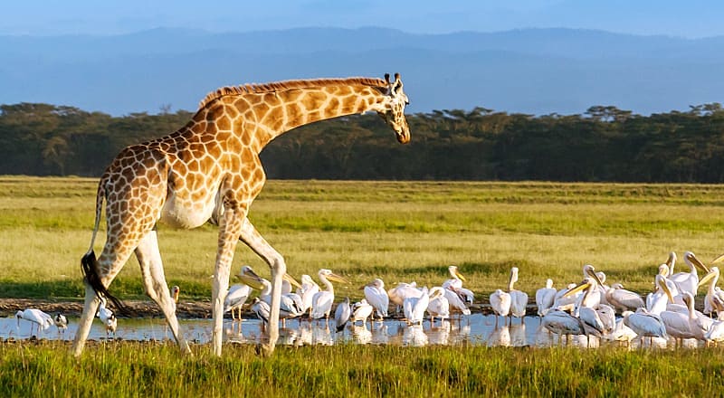 Spectacular Kenya Safari for Seniors - Lake Nakuru National Park Giraffe and pelicans in Lake Nakuru National Park, Kenya