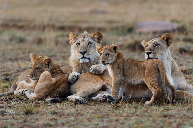 African lion family lying down together in Maasai Mara National Reserve, Kenya, Africa