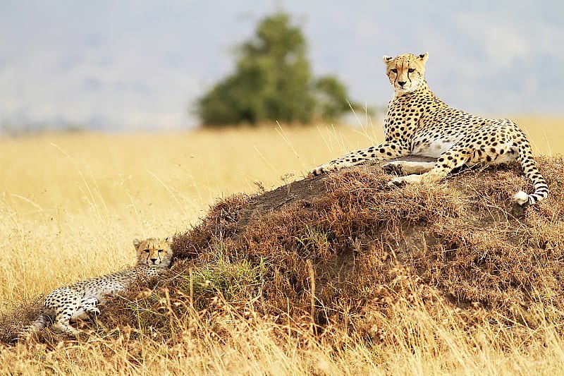 Leopard resting after hunting, Masai Mara National Reserve, Kenya