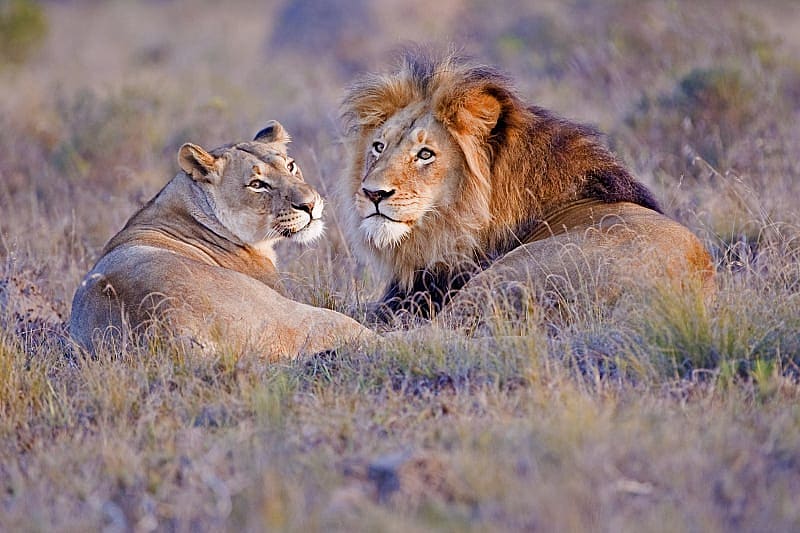 Safari, Wine & Romance Tour of South Africa - Lions Lounging Lion couple lounging in the grass