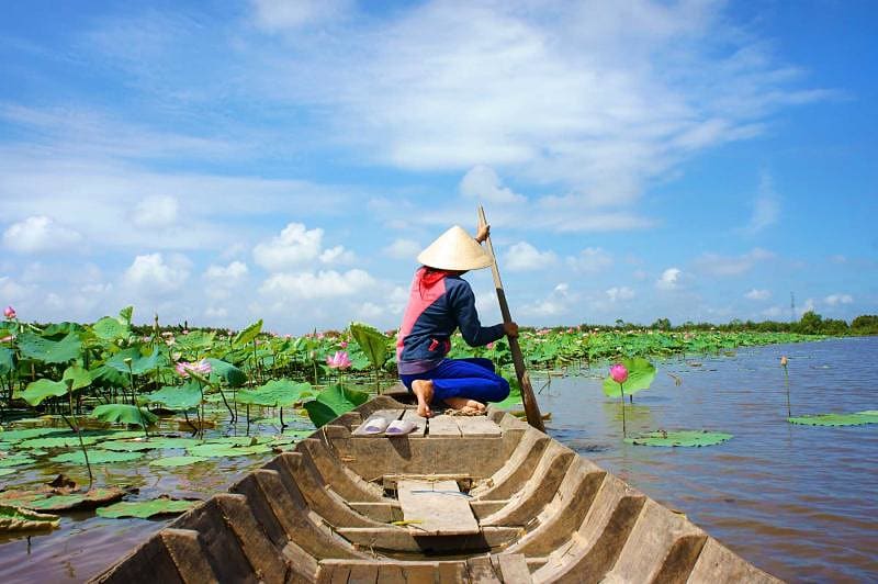 Vietnamese woman rowing the row boat to pick lotus flower, Mekong Delta river