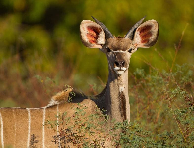 Young male kudu