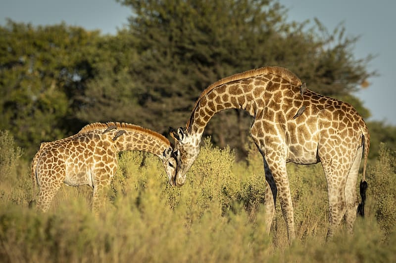 Exclusive Okavango Land & Water Safari - Giraffe nuzzling her calf in Moremi Game Reserve