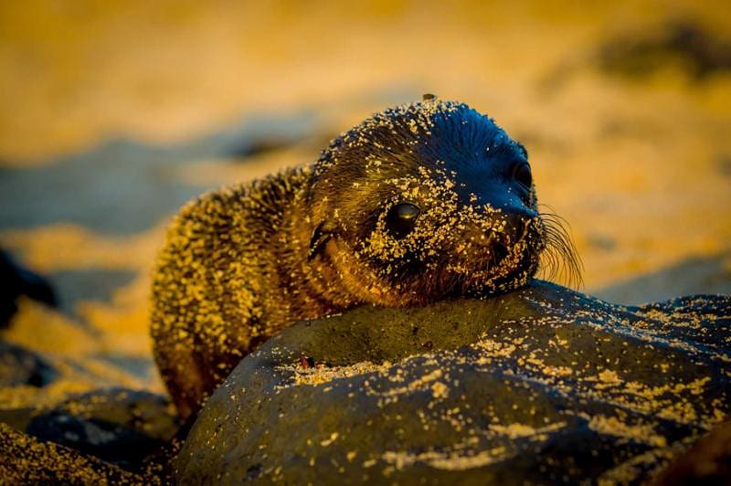 Baby fur seal on Galapagos Islands
