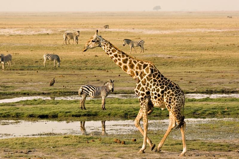 Herd of zebra on the Chobe riverfront with giraffe walking in the foreground | Botswana, Africa
