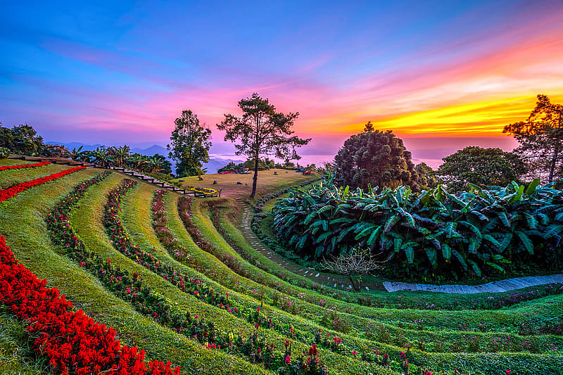 Colorful sunrise at Huai Nam Dang National Park with rows of flowers and mountains in the background