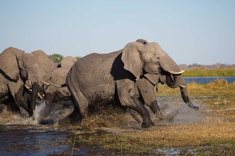Family of elephants storming out of a waterhole together in Botswana, Africa