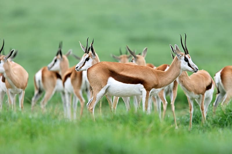 Herd of springbok antelopes in South Africa